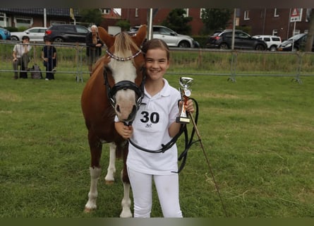 Welsh B, Mare, 15 years, 12 hh, Chestnut