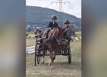 Welsh B, Mare, 16 years, 12.3 hh, Chestnut-Red