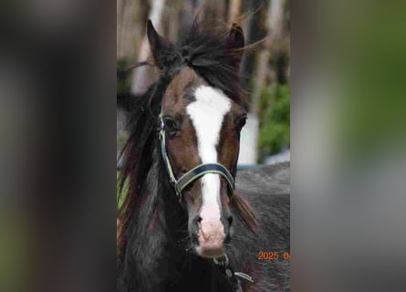 Welsh B, Mare, 17 years, 11,2 hh, Brown