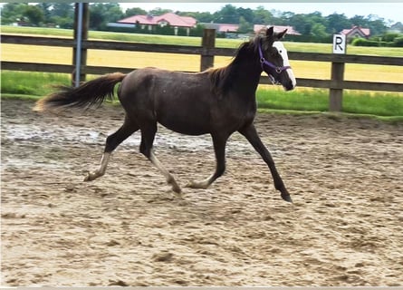 Welsh B, Mare, 1 year, Buckskin