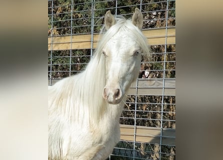 Welsh B, Mare, 1 year, Cremello