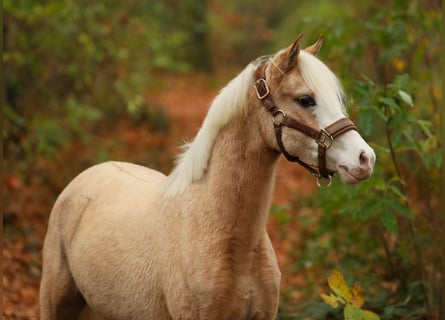 Welsh B, Mare, 2 years, 12 hh, Palomino