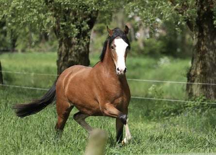 Welsh B, Mare, 2 years, 13 hh, Brown-Light