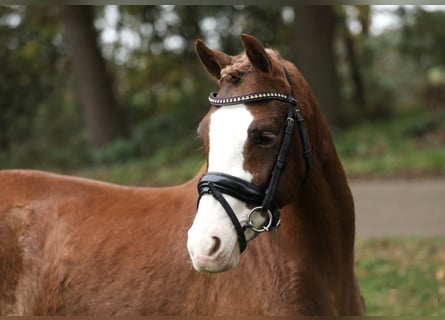 Welsh B, Mare, 2 years, 13 hh, Chestnut-Red