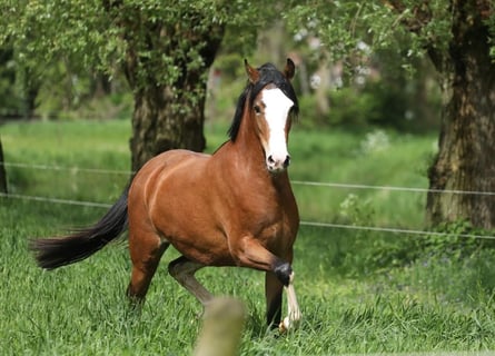 Welsh B, Mare, 3 years, 13 hh, Brown