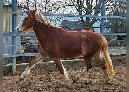 Welsh B, Mare, 3 years, 13 hh, Chestnut-Red