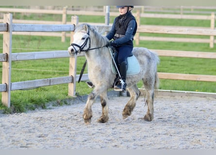 Welsh B, Mare, 4 years, 11.2 hh, Gray-Blue-Tan