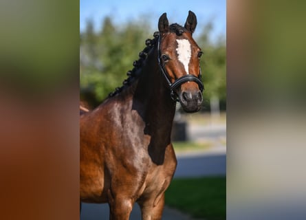 Welsh B, Mare, 4 years, 12,3 hh, Brown