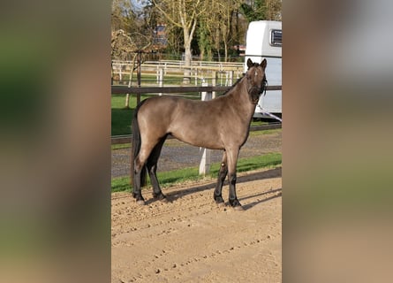 Welsh B, Mare, 4 years, 12,1 hh, Black