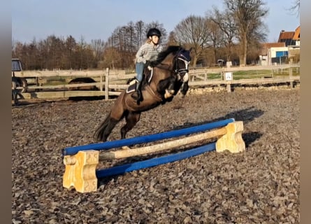 Welsh B, Mare, 4 years, 12,3 hh, Black