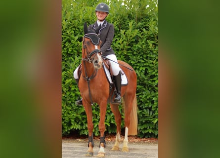 Welsh B, Mare, 4 years, 14,1 hh, Chestnut-Red