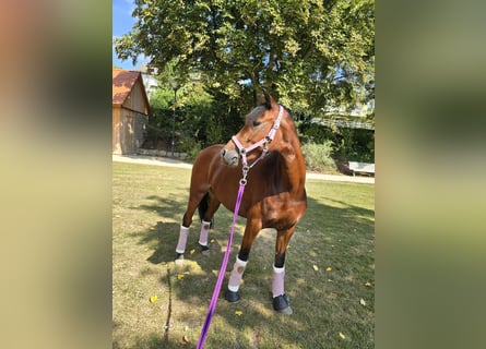 Welsh-B, Stute, 5 Jahre, 12,3 hh, Dunkelbrauner