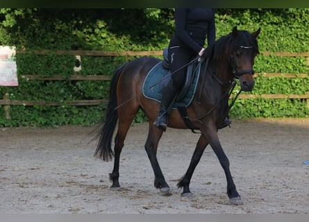 Welsh B, Mare, 5 years, 13.2 hh, Brown