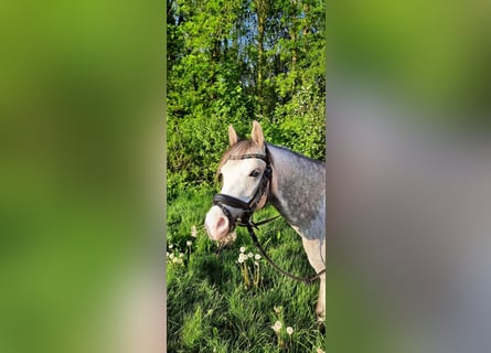 Welsh B, Mare, 6 years, 12,1 hh, Gray-Blue-Tan