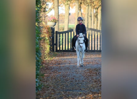 Welsh B, Mare, 6 years, 12,1 hh, White