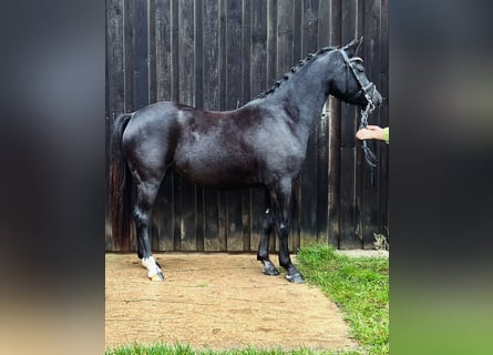 Welsh-B, Stute, 6 Jahre, 13 hh, Rappe