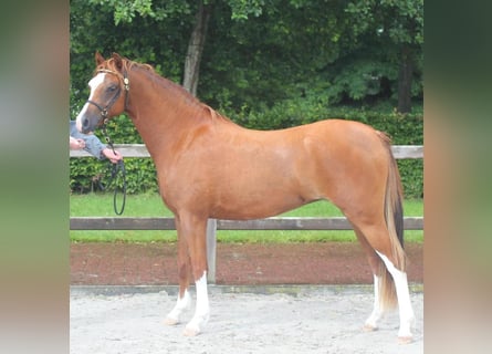 Welsh B, Mare, 6 years, 13 hh, Chestnut-Red