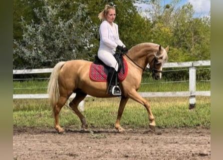 Welsh B, Mare, 7 years, 13 hh, Palomino