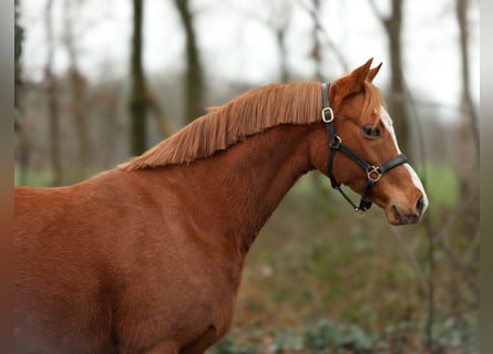 Welsh B, Mare, 9 years, 13,1 hh