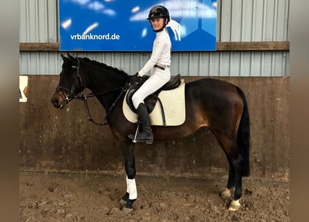 Welsh B, Mare, 9 years, 13,1 hh, Brown