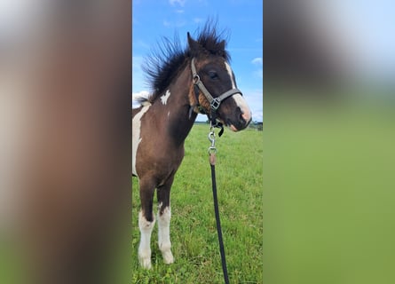 Welsh B Mix, Mare, , 12,2 hh, Pinto
