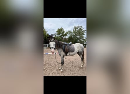 Welsh-B, Merrie, 10 Jaar, 133 cm, Schimmel