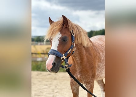 Welsh-B, Merrie, 12 Jaar, 127 cm, Vos