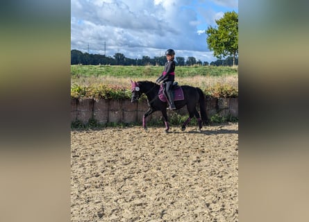 Welsh-B Mix, Merrie, 12 Jaar, 128 cm, Zwart