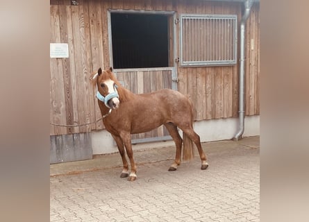 Welsh-B, Merrie, 13 Jaar, 124 cm, Vos