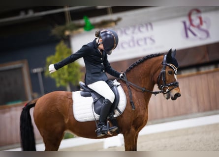 Welsh-B, Merrie, 15 Jaar, 119 cm, Bruin