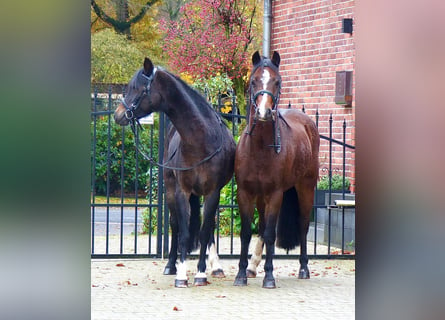 Welsh-B, Merrie, 16 Jaar, 130 cm, Bruin