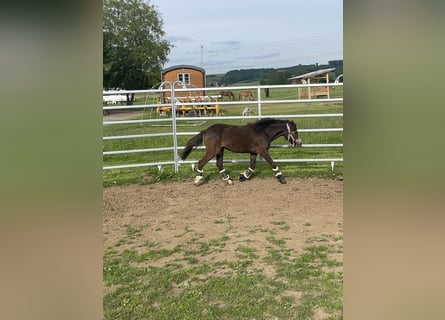 Welsh-B Mix, Merrie, 1 Jaar, 110 cm, Buckskin
