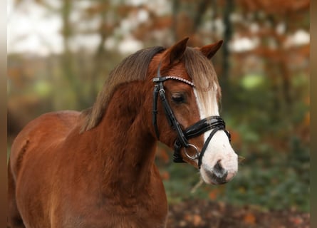 Welsh-B, Merrie, 4 Jaar, 134 cm, Vos