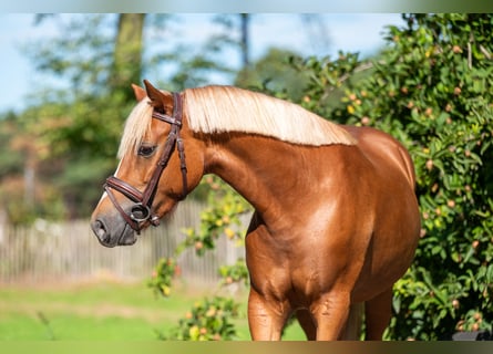 Welsh-B, Merrie, 4 Jaar, 136 cm, Vos