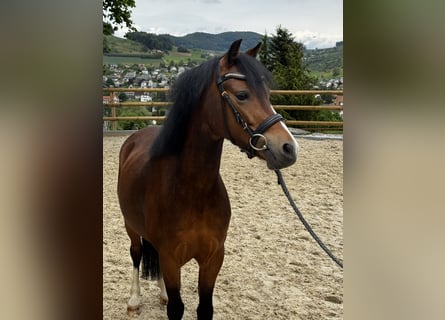 Welsh-B, Merrie, 5 Jaar, 124 cm, Bruin