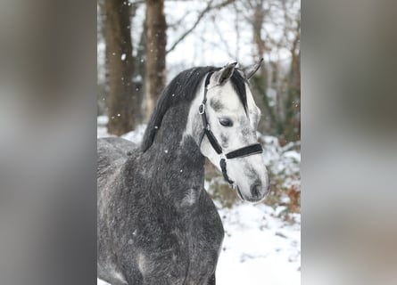 Welsh-B, Merrie, 5 Jaar, 132 cm, Schimmel