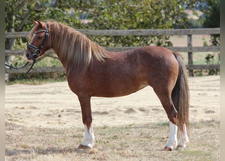 Welsh-B, Merrie, 7 Jaar, 125 cm, Vos