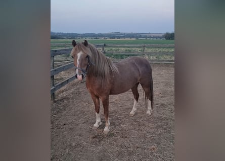 Welsh-B, Merrie, 7 Jaar, 125 cm, Vos