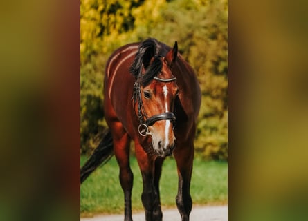 Welsh-B Mix, Merrie, 9 Jaar, 144 cm, Roodbruin