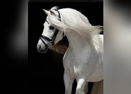 Welsh-B, Ruin, 11 Jaar, 125 cm