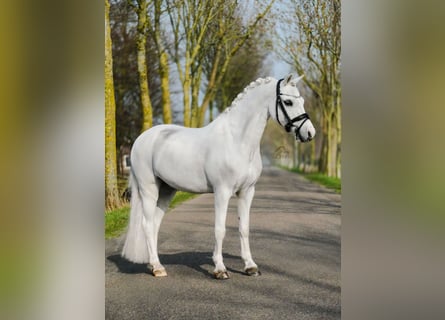 Welsh-B Mix, Ruin, 16 Jaar, 126 cm, Schimmel