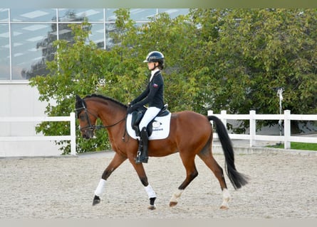 Welsh-B, Ruin, 18 Jaar, 148 cm, Bruin