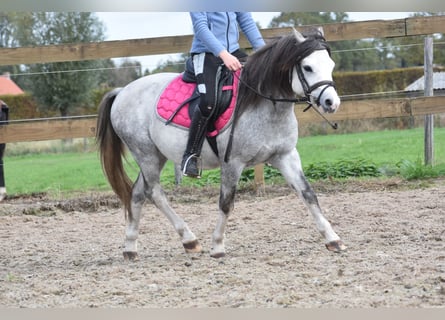 Welsh-B, Ruin, 3 Jaar, 120 cm, Schimmel