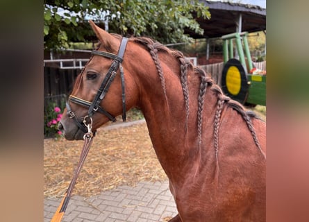 Welsh-B, Ruin, 4 Jaar, 133 cm, Donkere-vos