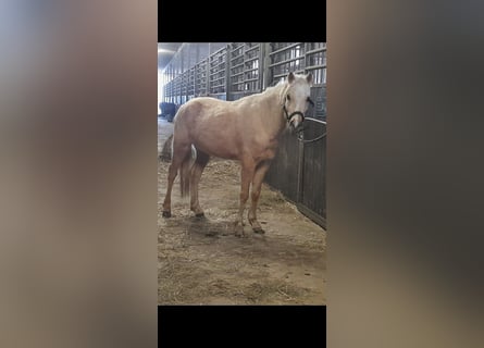 Welsh-B, Ruin, 5 Jaar, 127 cm, Palomino