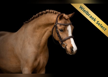 Welsh-B, Ruin, 5 Jaar, 127 cm, Vos