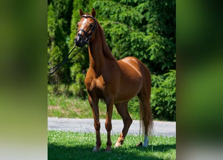 Welsh-B, Ruin, 5 Jaar, 130 cm, Vos