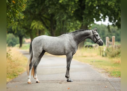 Welsh-B, Ruin, 5 Jaar, 135 cm, Schimmel