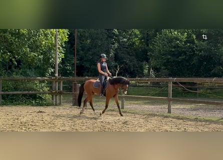 Welsh-B, Ruin, 5 Jaar, 137 cm, Bruin
