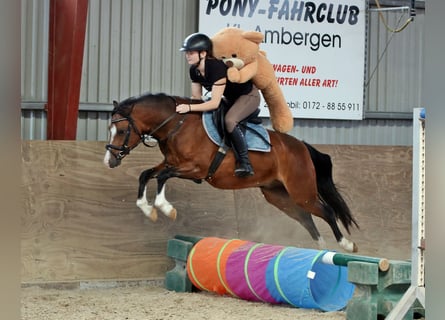 Welsh-B, Ruin, 6 Jaar, 135 cm, Bruin